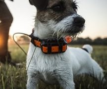 Навигатор для собак